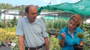 Хвойные растения для сада  Хвойные новинки от А  Верещак