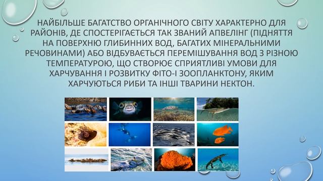 Тихий океан. Природа. Екологія.