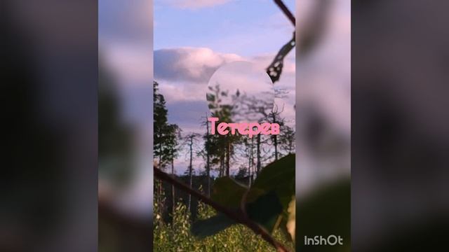 Встретили тетерева