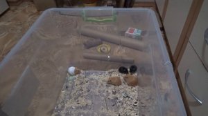 Сколько их осталось? Мои мыши! Всё о моих мышках Декоративные мышки