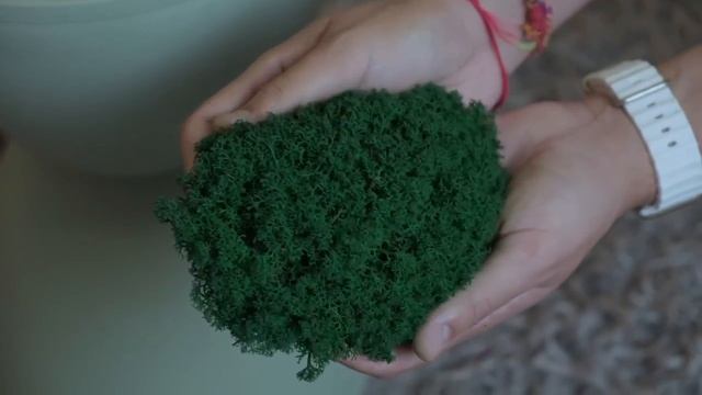 Обзор мха Ягель королевский от компании GREENARY
