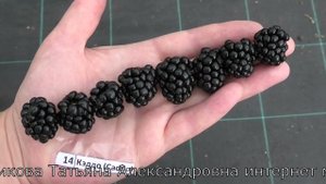 КЭДДО  и ДЖАМБО очень сладкие сорта ежевики