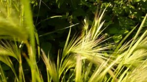 Злаковый сад.Гривастый ячмень.