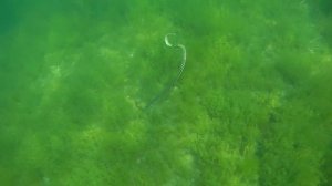 Ловля раков с маской и трубкой Снял атаку Змеи под водой