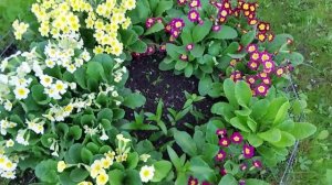 Примулы, которые я вырастила сама из семян