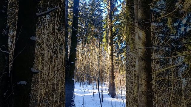 ЧУДЕСНЫЙ ДЕНЬ! ЗИМА ПРОЩАЙ! ПРИВЕТ! ВЕСНА ПРИШЛА! WONDERFUL DAY! WINTER GOODBYE! HI SPRING HAS COME