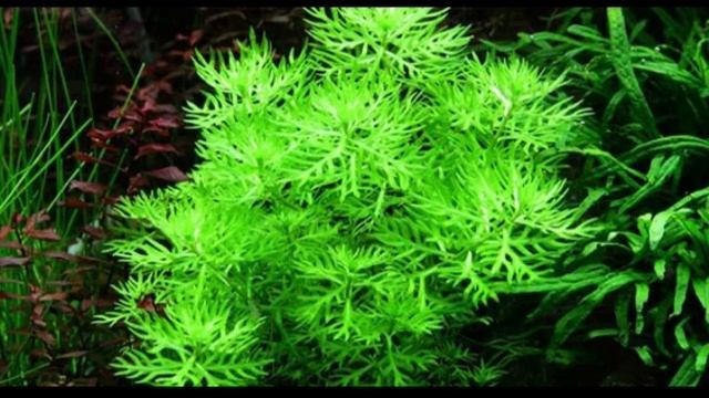 Хоттония палюстрис.Аквариумное растиние. смотреть онлайн