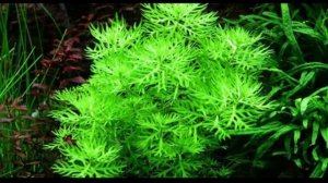 Хоттония палюстрис.Аквариумное растиние.