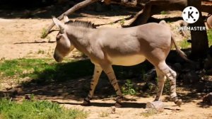 Учим животных/ верблюд/ касатка/ тигр/ кошка/