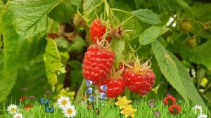 Малина ремонтантная Квелли ? Обзор: посадка и уход. саженцы малины Квелли: описание и особенности