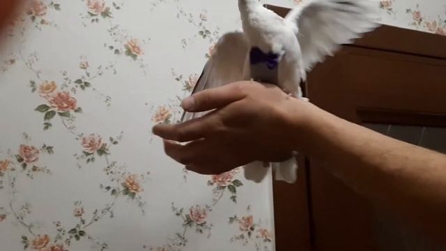 Памперсы для голубей.