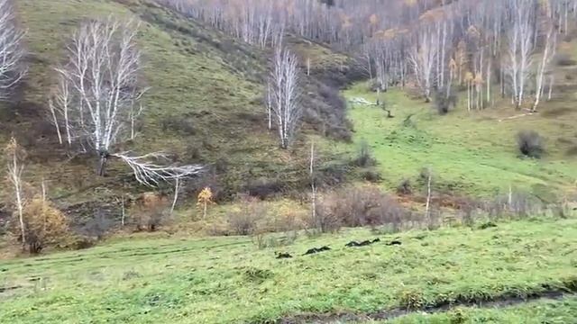 В продаже земельный участок село Солонешное. 165га. смотреть онлайн