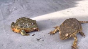 Если бы Папич превратился в жабу