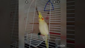 Когда нужно накрывать клетку кореллы?