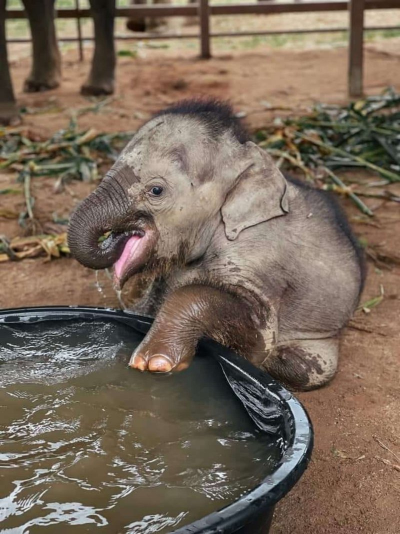 Маленький Слоненок