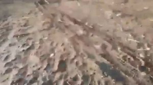 Туйе уйрету Аслан туйе беги
