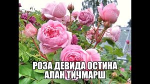 Роза Девида Остина Алан Тичмарш