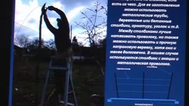 Как вырастить органический виноград