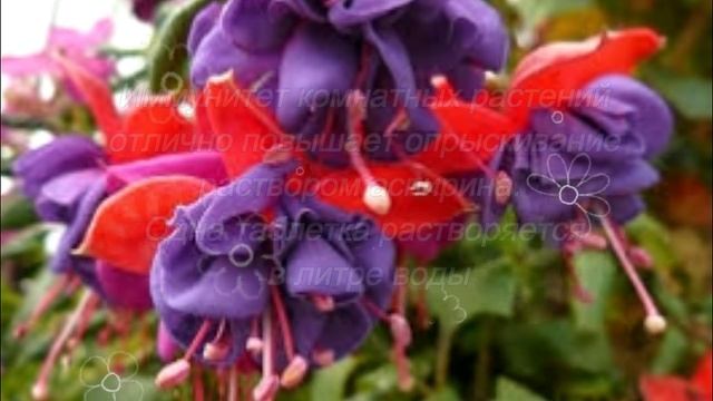 Хотите РОСКОШНЫЙ цветник в квартире ?? смотреть онлайн