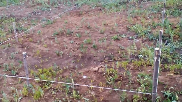 Каркасный дом,разбивка свайного поля смотреть онлайн