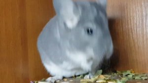 Почему у Шиншиллы обломанные Усы/Виброссы!?)