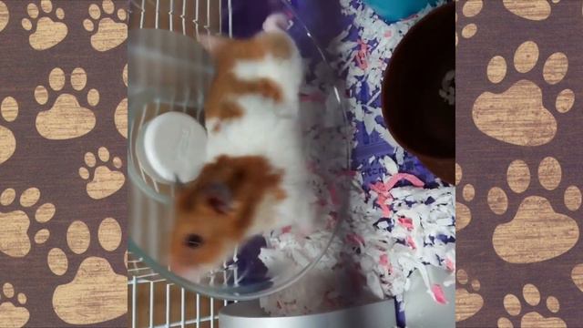 Шушик и Бобик! Ну очень смешные ХОМКИ! смотреть онлайн