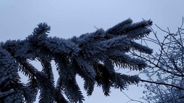 21 января-ЕМЕЛЬЯН ЗИМНИЙ.Что порадует всех.Какое правило нельзя нарушать.Народные приметы