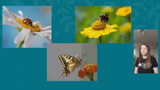 Развивающее занятие "Веселые букашки" смотреть онлайн