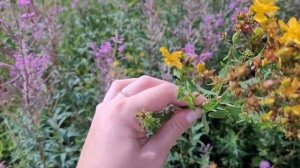 Собираю в лесу Целебные Растения. Как выглядит Зверобой, Иван да Марья и другие полевые цветы