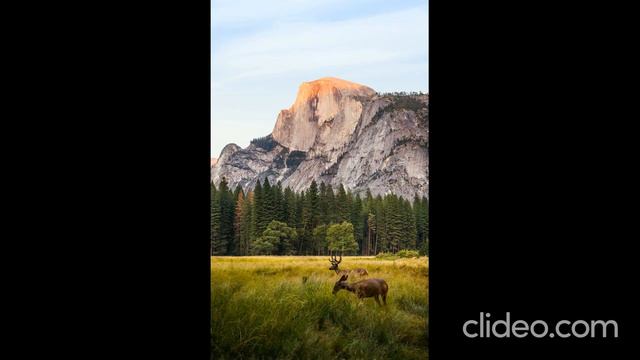 Подборка красивых фотографий животных для хорошего настроения смотреть онлайн
