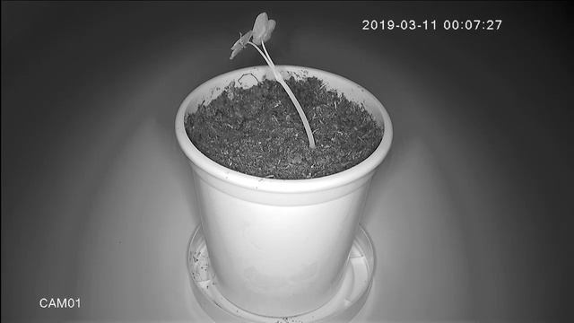 Роберт и Никита. Как растет цветок ускоренная съемка (2 недели за 11минут) смотреть онлайн