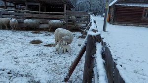 Окоты Катумской овцы на снегу.