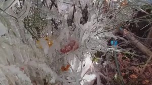джем.Сидней Беше маленький цветок.Букет для Снежной королевы.