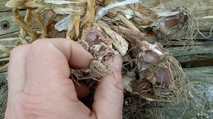 Любят ли МЫШИ чеснок?