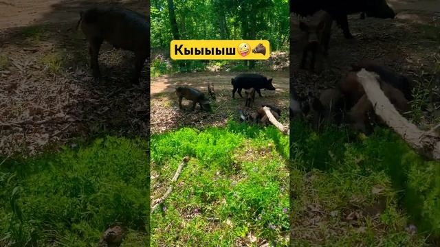 Кабаны в лесу Шкорпиловци???Что делать, когда встретил кабанов в лесу? ??#nature#болгария#pig