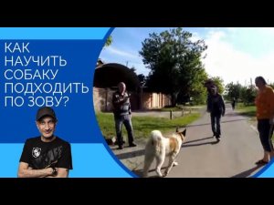 Как научить собаку подходить по зову(Акита)