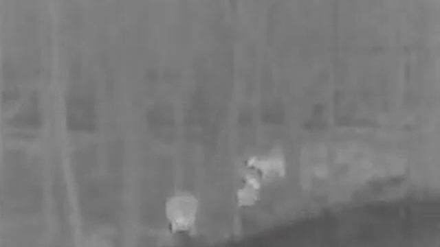 NJ~ 2 deer and a cayote....friends. FLIR TK scout short version смотреть онлайн