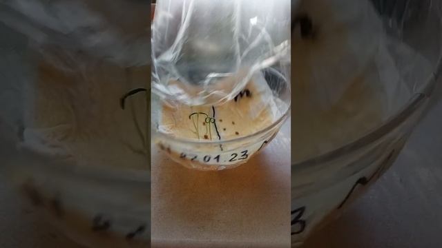 Комнатные помидоры семена проросли смотреть онлайн