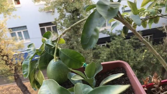 Кумкваты и белый грейпфрут на моем подоконнике смотреть онлайн