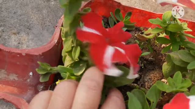 Care of Petunia Plant | Propagate Petunia from Cuttings | पिटूनिया के एक पौधे से बनाये ढेर सारे पौध смотреть онлайн