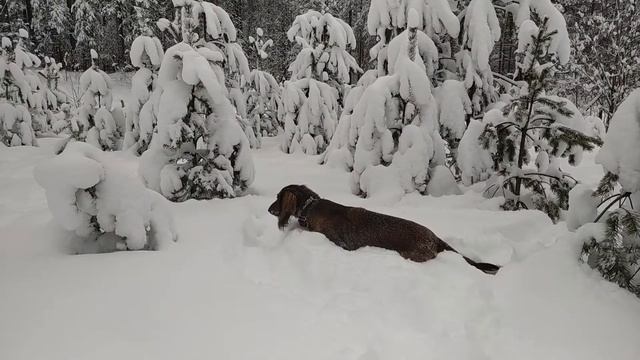 Веселая собака такса бегает в снегу. Прогулка зимой в лесу