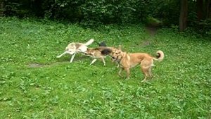 собаки играют