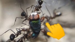 Охота Китайских муравьёв! Camponotus nicobarensis охотятся на муху!