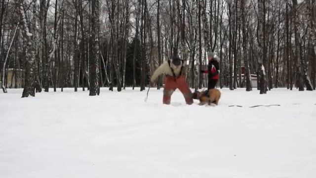 Бульмастиф. Дрессировка бульмастифа. Работа на костюм и рукав.