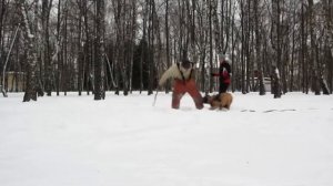 Бульмастиф. Дрессировка бульмастифа. Работа на костюм и рукав.