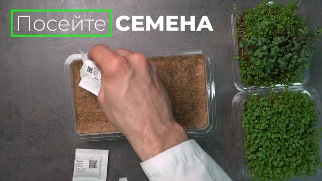 Инструкция как вырастить микрозелень из набора СЕЕМ СЕМЕНА