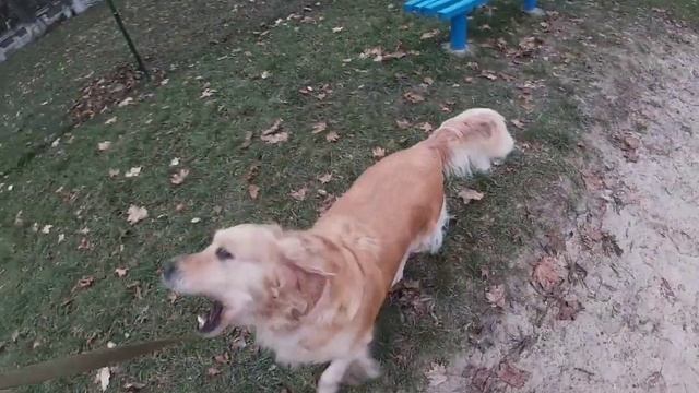 Уход за лапами собак, худею с собакой. Дрессировка собак. смотреть онлайн