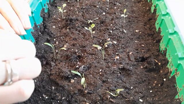 Посеяла петунию на маточник, накупила опять семена ? смотреть онлайн