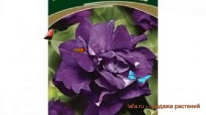 Петуния махровая Многоцветковая Дуо блю ? обзор: как сажать, семена петунии Многоцветковая Дуо блю