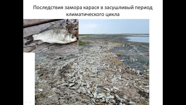 Результаты первого этапа научной оценки экологических рисков в бассейне Торейских озёр смотреть онлайн